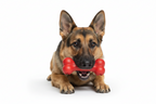 Kong Juguete Hueso Goodie Bone Para Perros - M
