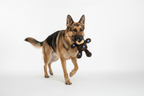 Kong Peluche Wild Knots Oso Para Perros - Talla - Xs