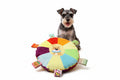 Disco de peluche dental con sonido y cachorros