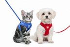 Arnés de malla transpirable para gatos y perros pequeños
