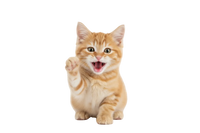 Gatos jóvenes