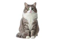 Gatos adultos