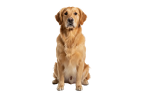 Perros adultos
